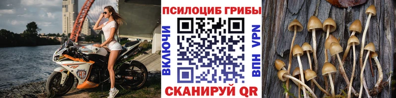Псилоцибиновые грибы мухоморы  блэк спрут зеркало  Котельнич  как найти наркотики 